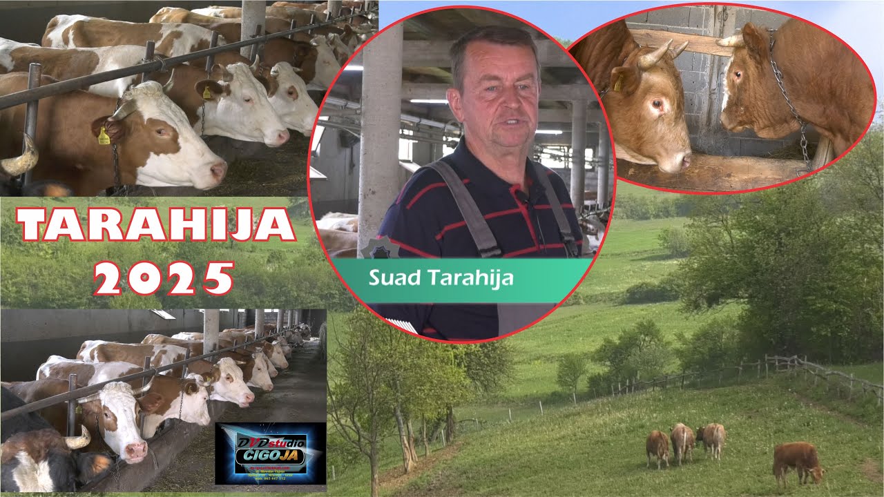 - FARMA NAJLJEPŠIH KRAVA I BIKOVA TARAHIJA POČULICA VITEZ 2025/ THE MOST BEAUTIFUL COWS