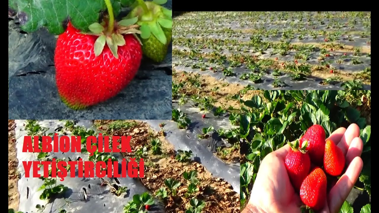 Albion çilek yetiştiriciliği , Çilek yetiştirme detayları #cilek #belgesel