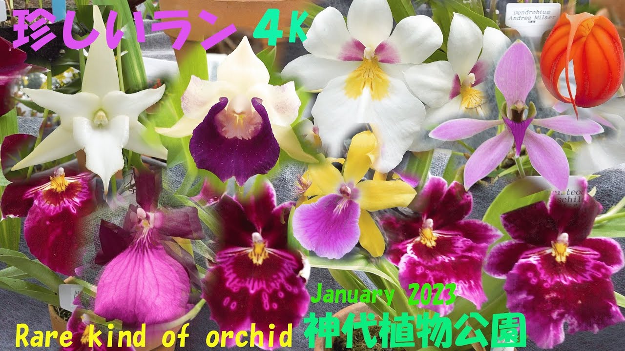 🌴４K📽ラン💗らん💛蘭💑珍しい種類🌹音楽と共に(^^♪カラフル🌈23種類🌲神代植物公園　温室　January 2023CFl15 神代植物公園　温室・珍しい蘭　2023 2 4