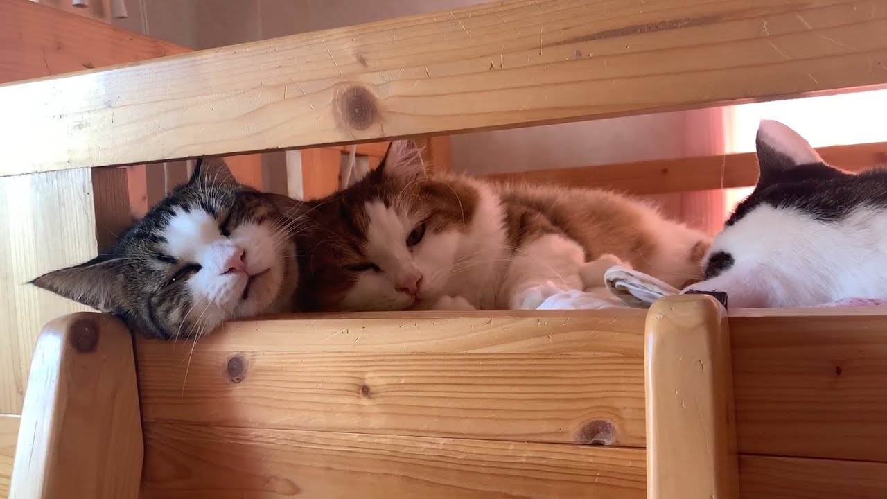 こっそりおやつが貰えない猫