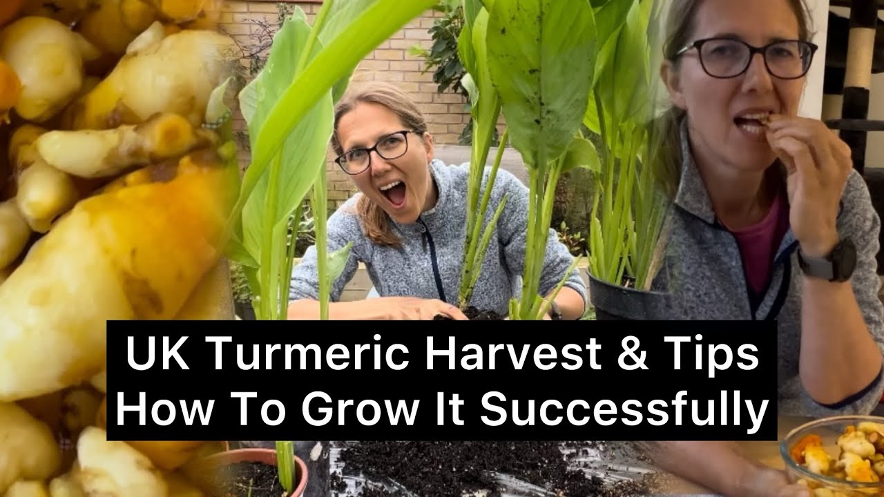UK Turmeric Harvest & Tips on How to Grow it Successfully #growveg #turmeric #kitchengarden