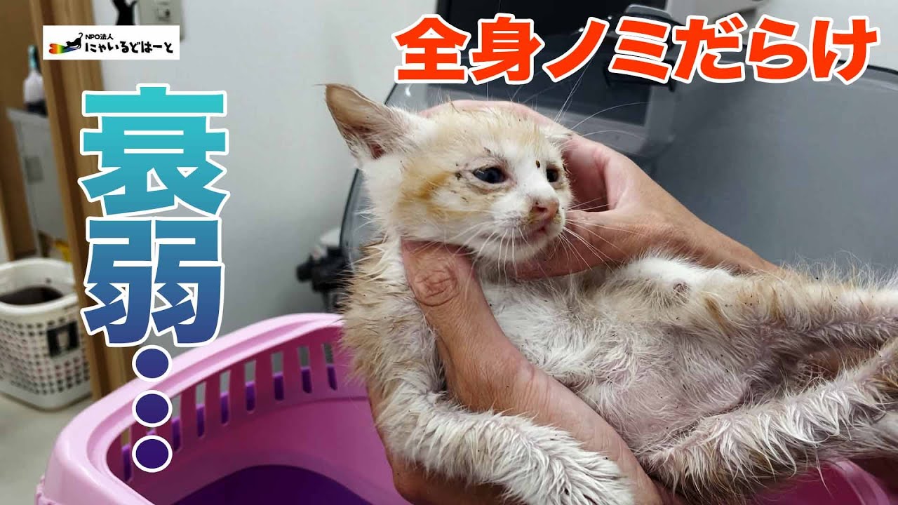 【衰弱】全身ノミだらけ…民家で保護した母子猫：５０４