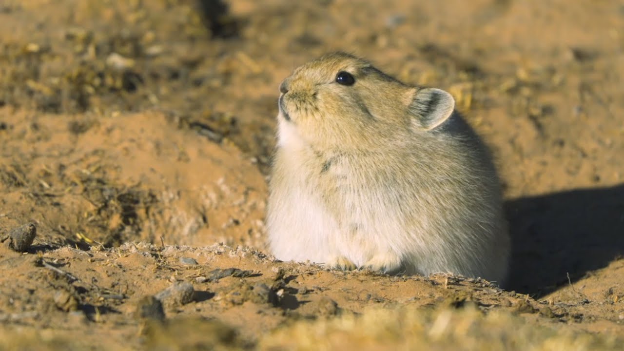 The role of the plateau pika in the Hoh Xil ecosystem