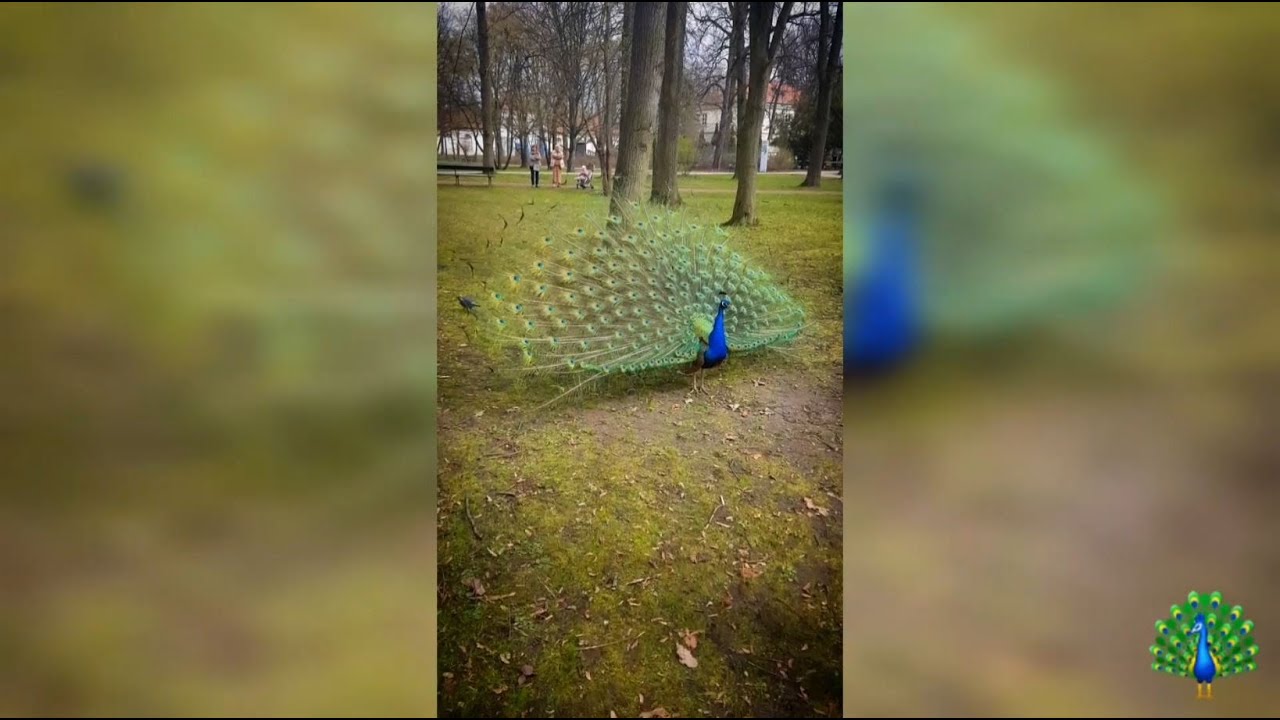 🦚 Majestic Peacock Showing His Feathers | Royal Walk in Łazienki Królewskie Park 🇵🇱