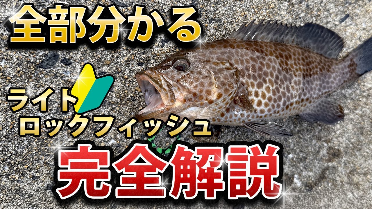 【初心者向け】堤防で簡単！ライトロックフィッシュのタックル選び・おすすめルアー・基本の釣り方完全解説