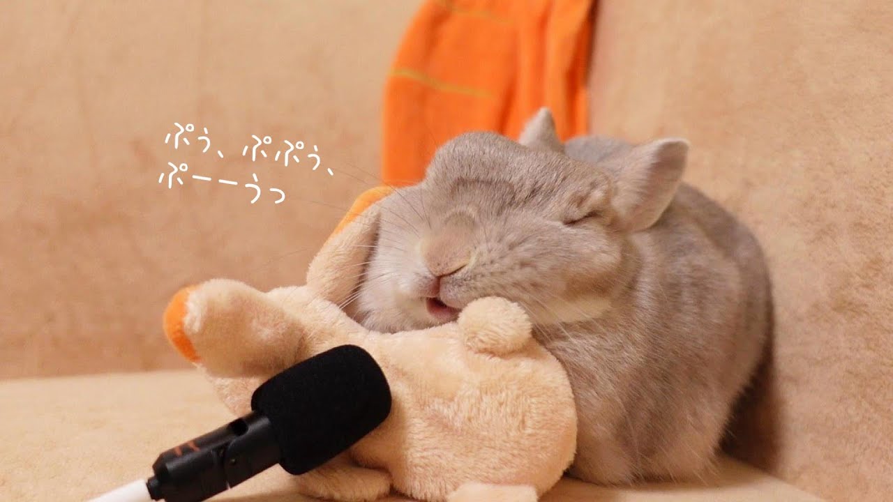 夢の中だとおしゃべりになるうさぎさん【鳴き声ASMR】