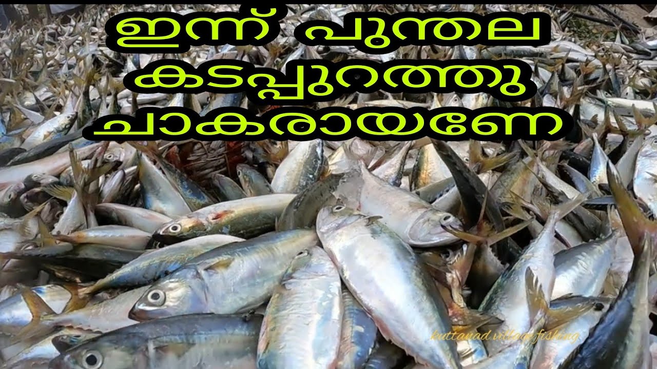 എന്റമ്മോ ഇത്രയും മീനോ||അയല ചാകര/ayala chakara#sae fishing kerala#kuttanadvillagefishing#pundhala#