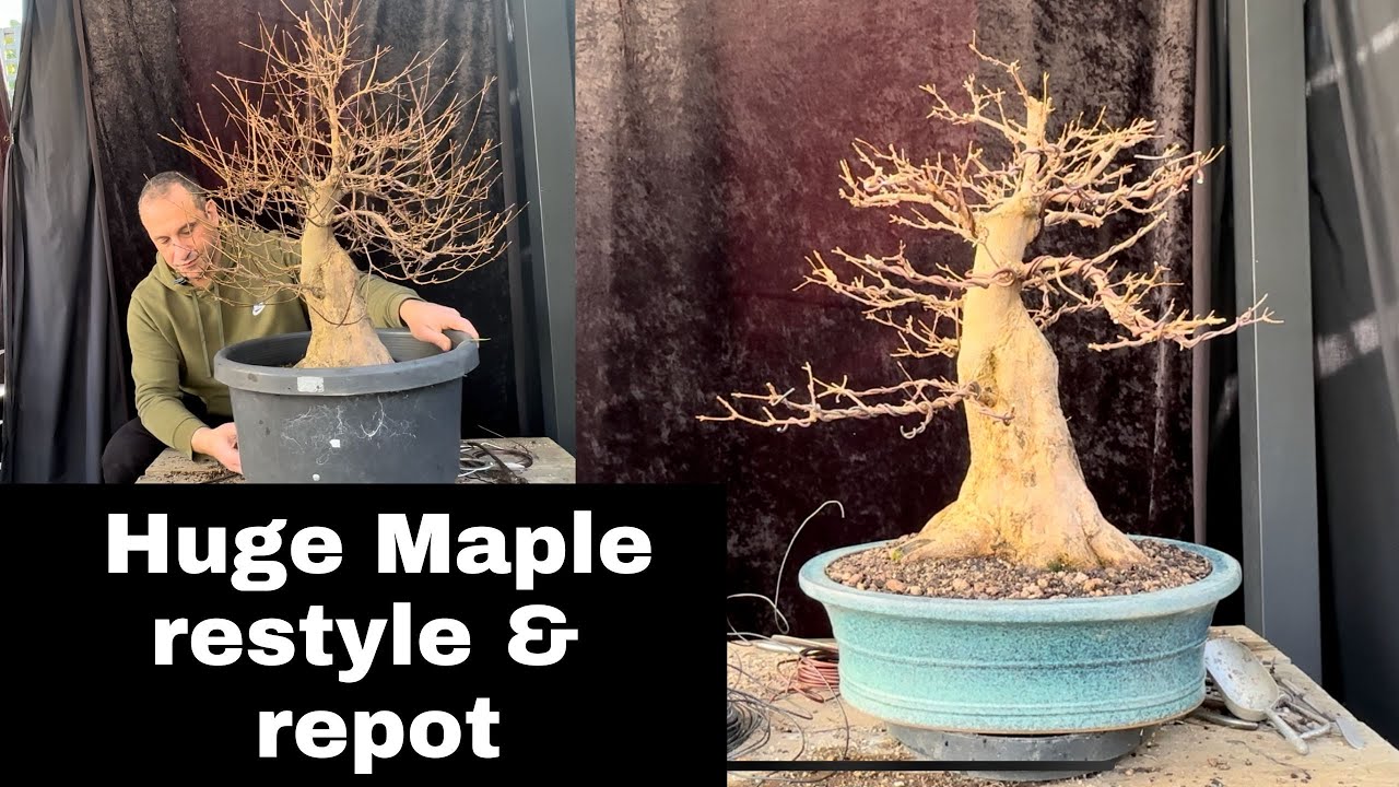 Huge Trident maple repot and restyle - from nursery pot to first bonsai pot