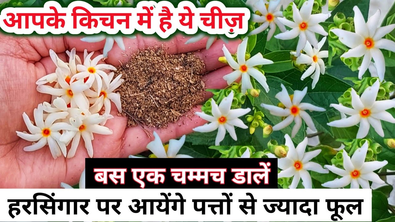 HARSINGAR PLANT CARE.Harshringar/Parijat plant.हरसिंगार का पौधा.Harsingar ke fayde.Night Jasmine.