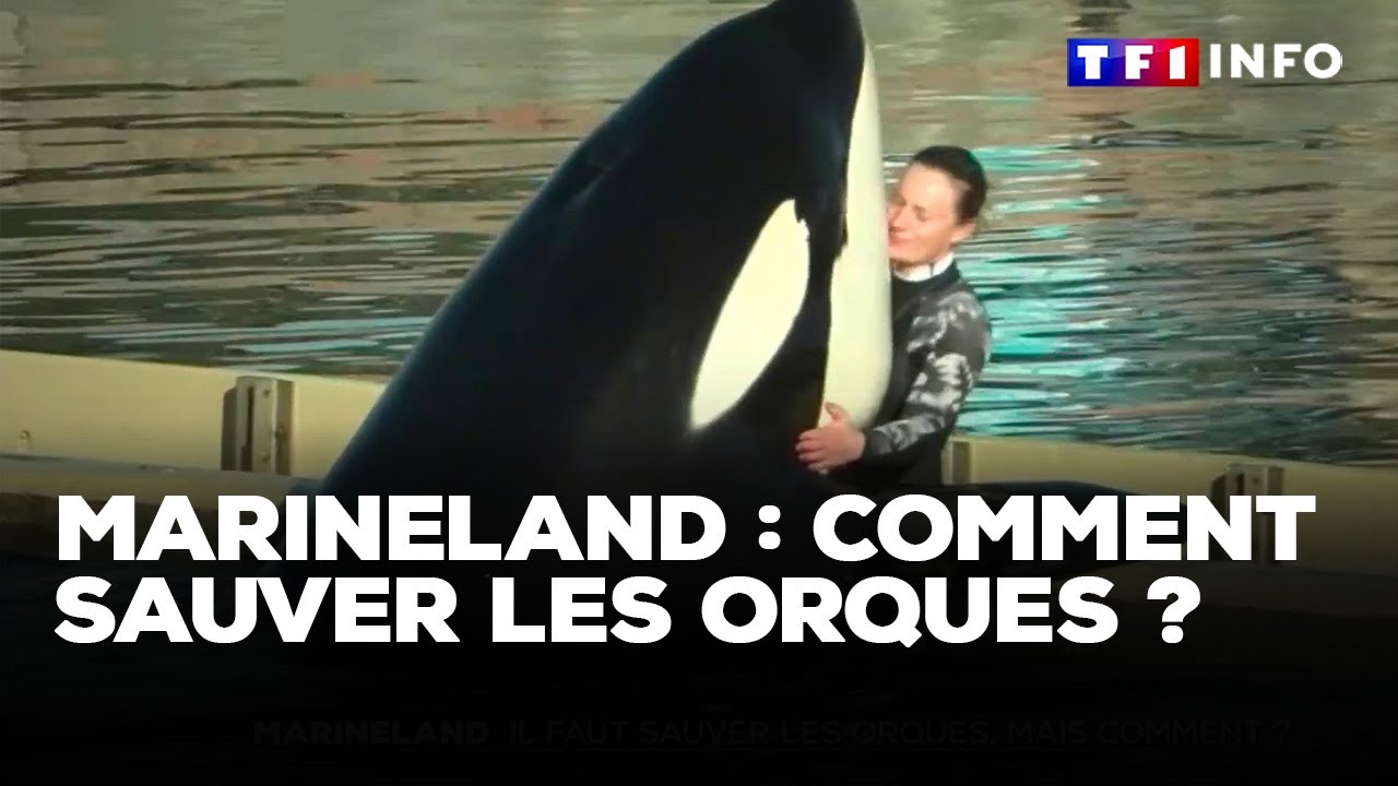 Orques de Marineland : comment les sauver ?｜TF1 INFO