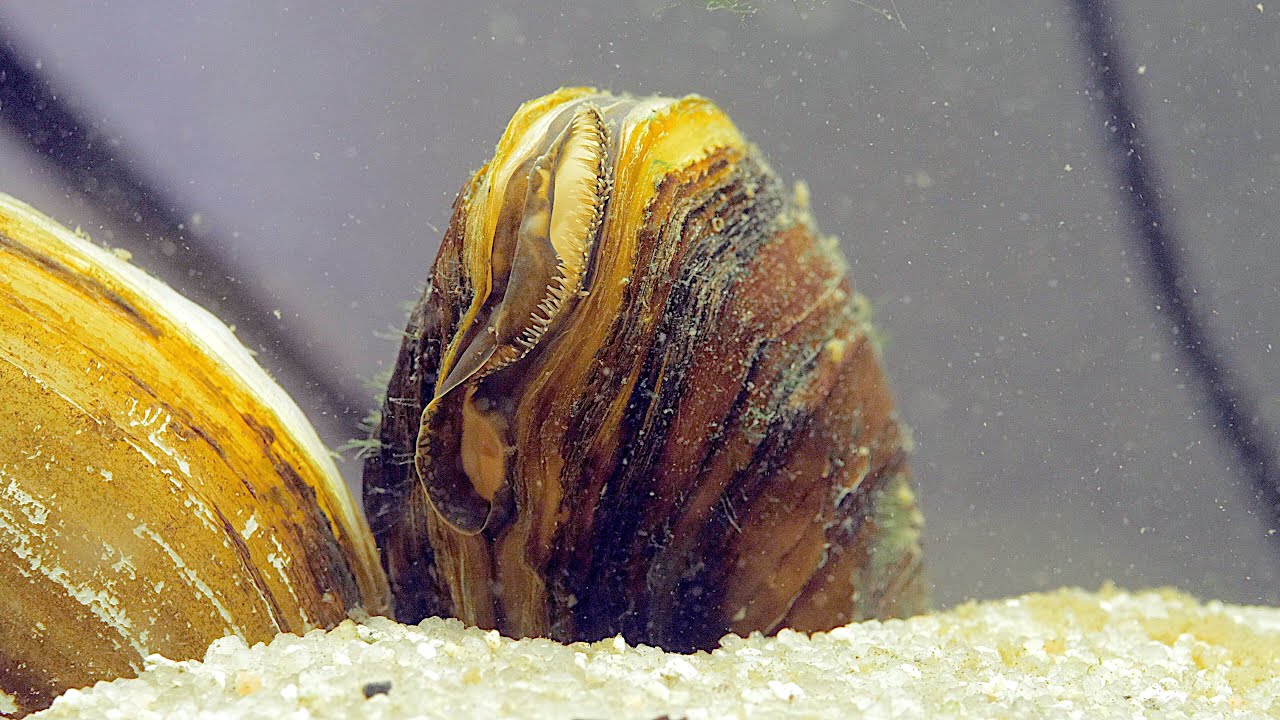 Filtrer un bac avec des moules ? (Floraquatic)