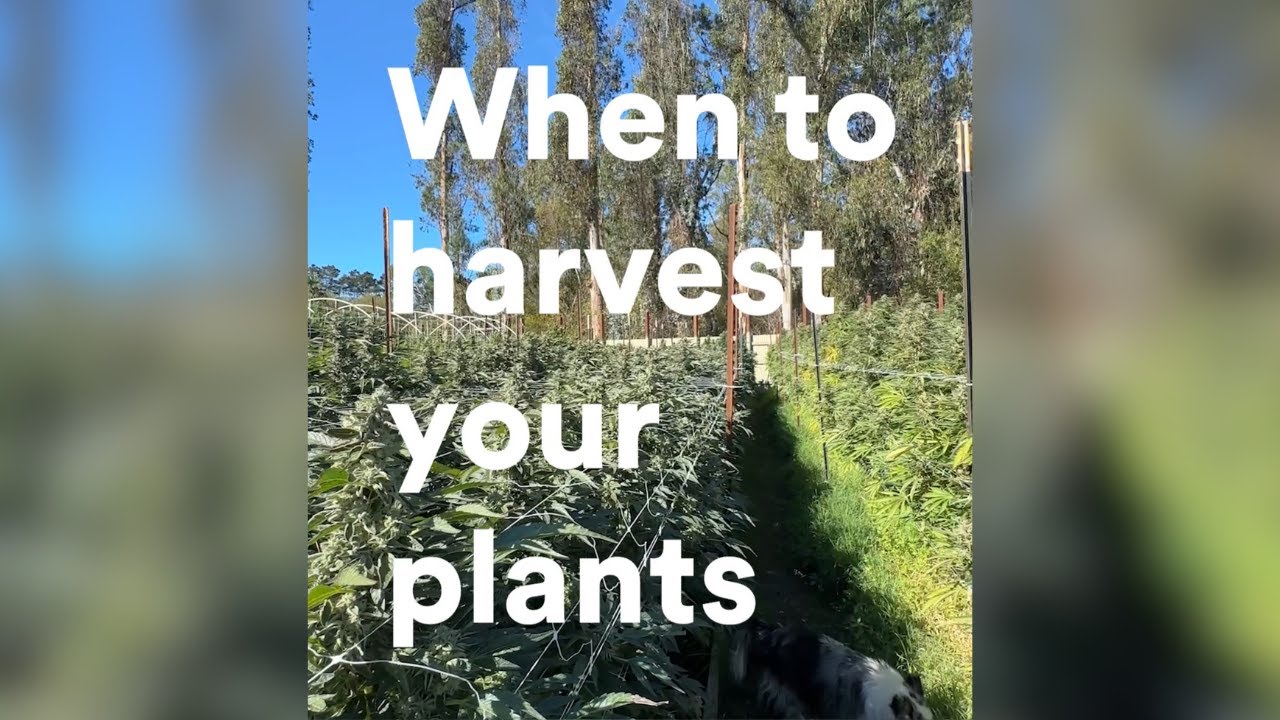 Croptober 1: How to tell if your plant is ready to harvest