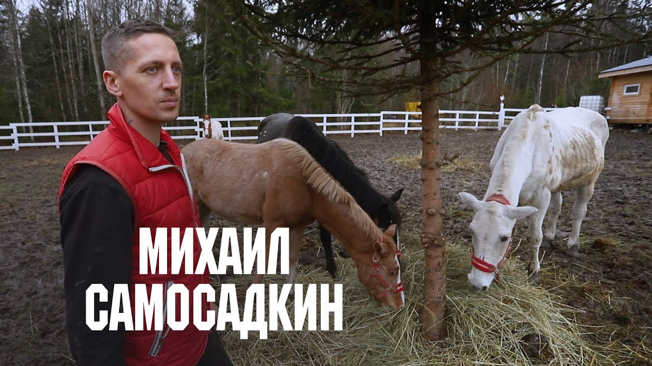 Центр реабилитации лошадей 