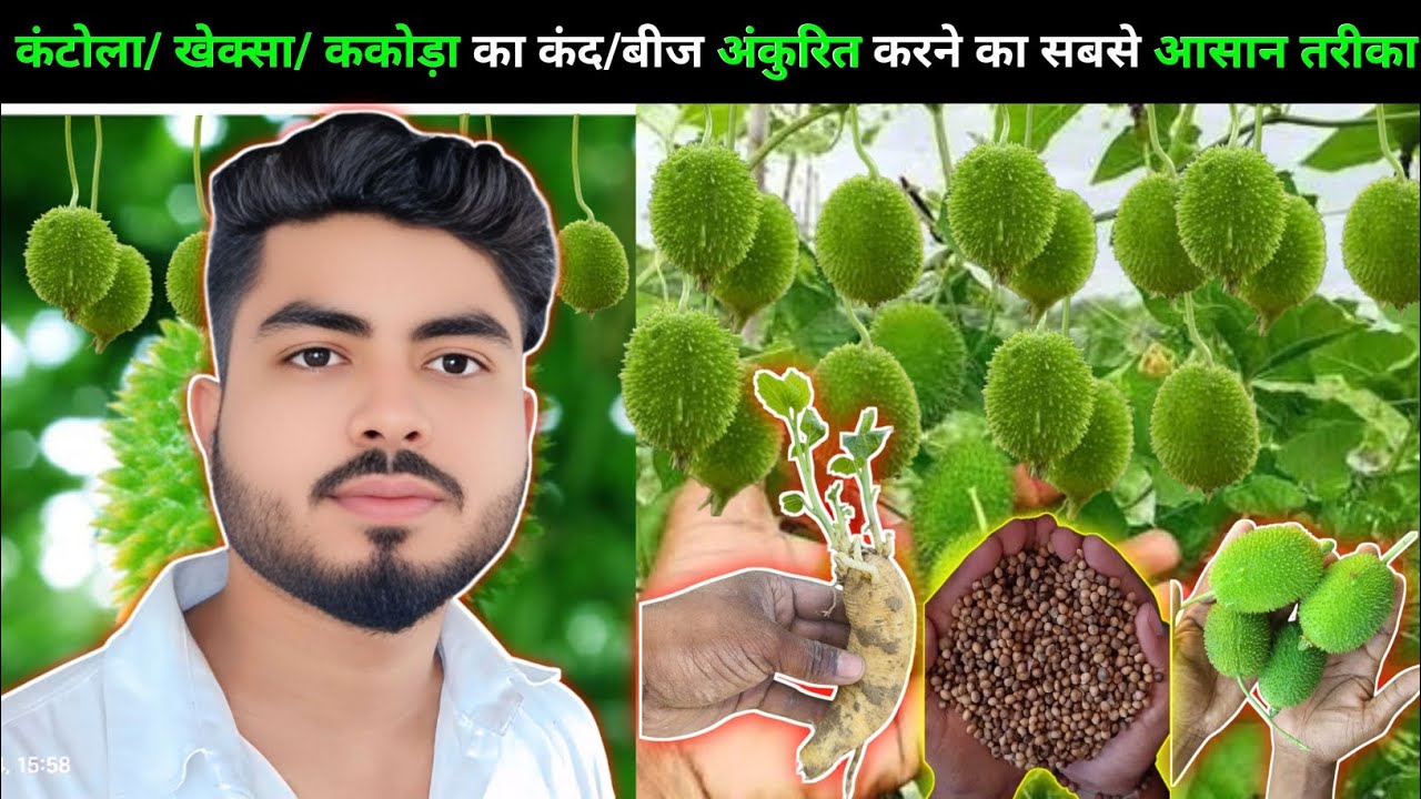🌱कंटोला/खेक्सा/ककोडा का कंद और बीज/सीड का अंकुरित करने का सबसे आसान तरीका🌱जाने कैसे करें कंटोला खेती