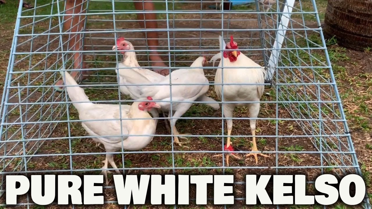 Pure White Kelso ADA FARM | Beautiful White Birds