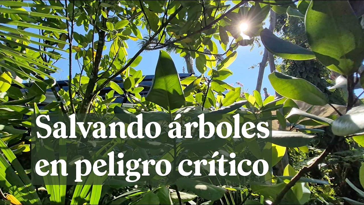 Rescate de árboles endémicos en Vallarta