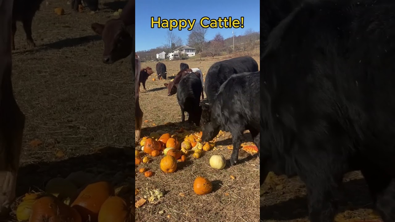 Having a little FUN giving the cattle some pumpkins! #truck #farming #fun