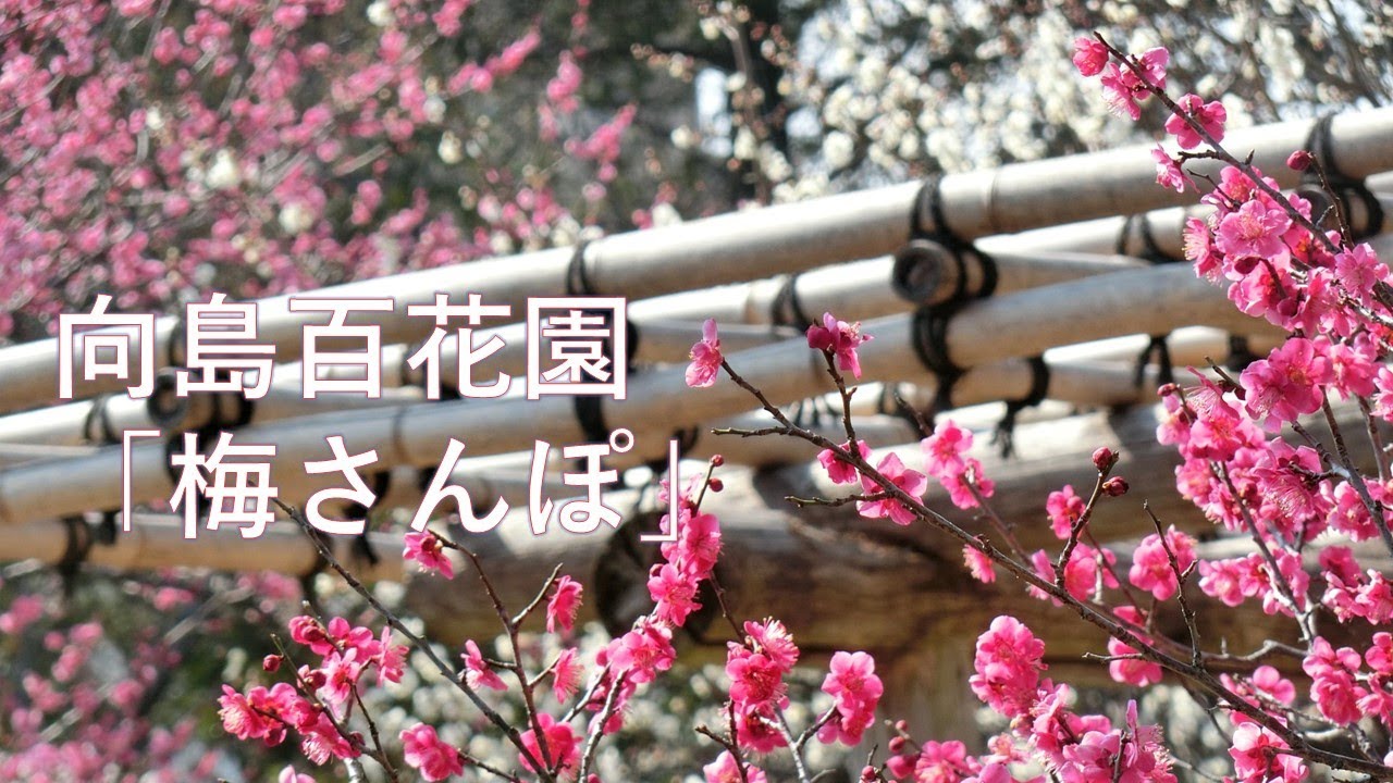 【向島百花園】梅さんぽ