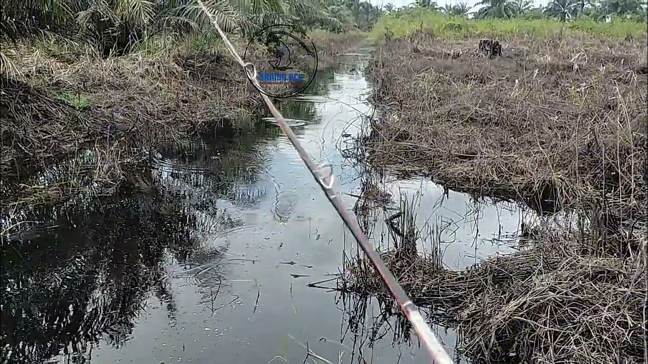 Sambaran gabus di spot kanal sawit mantap