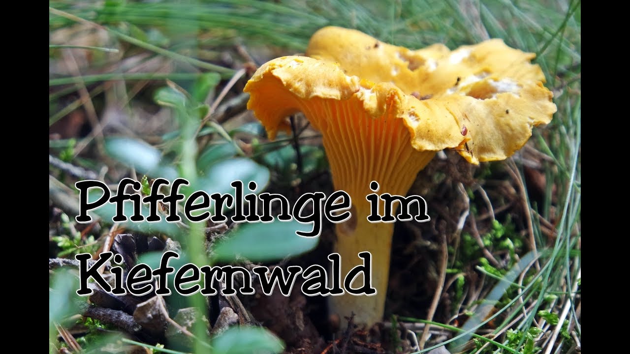 Pfifferlinge - Pilze suchen ganz entspannt