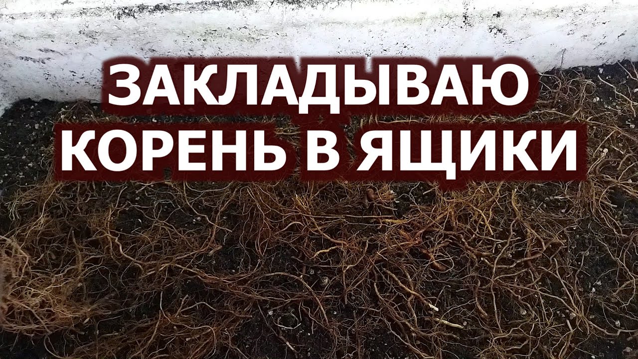 Размножение малины корнем. Закладываю корни в ящики. Пригород Воронежа.