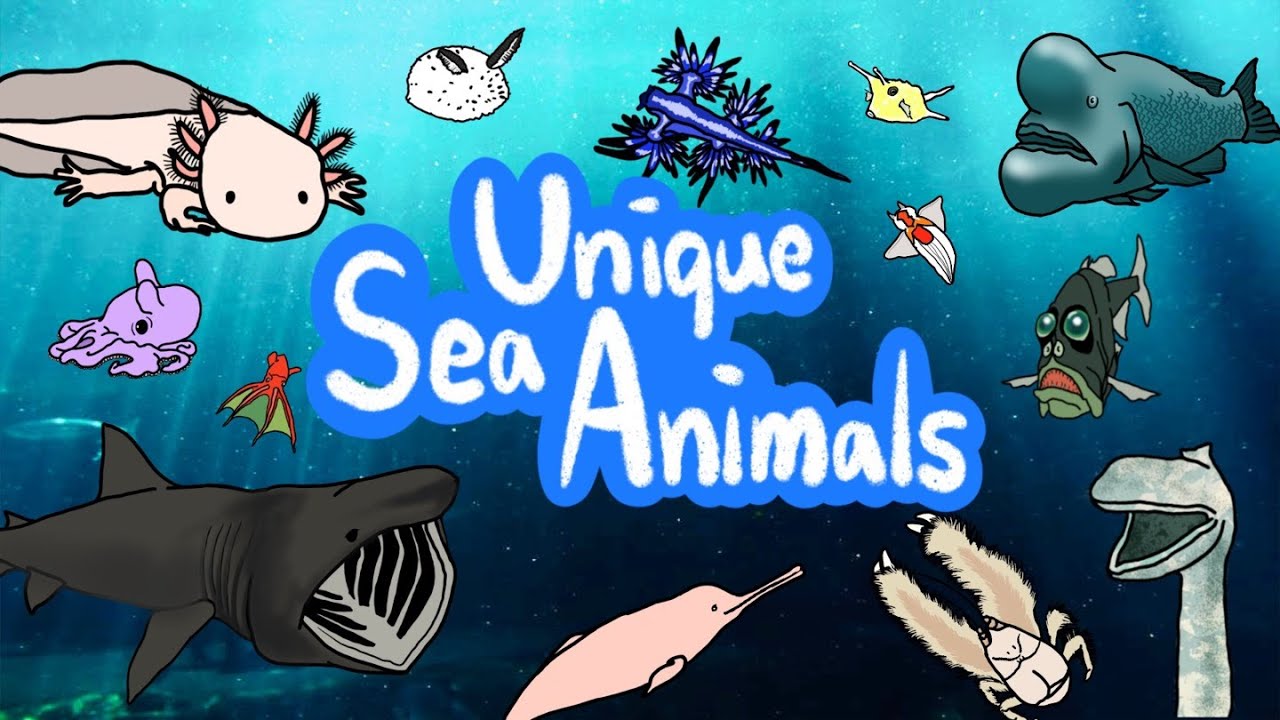 Unique Sea Animals | What kind of rare animal live inside the ocean? | Kids Draw