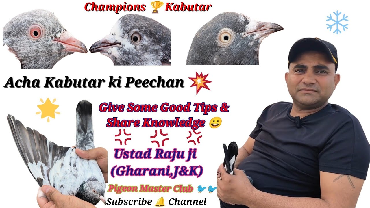 Kamagar, Teedy, Sialkoti breeds ka Shonk || Ustad Raju || Gharani,J&K || Continue -P2