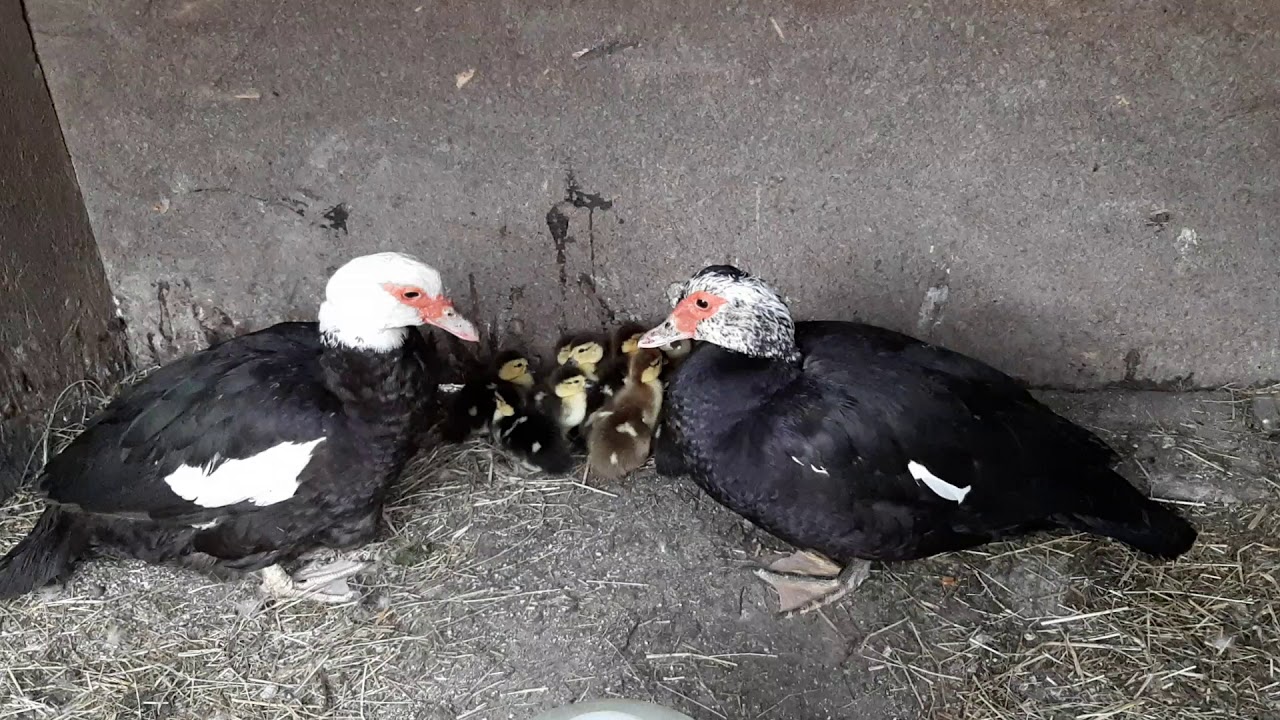 Rate lesesti cu boboci