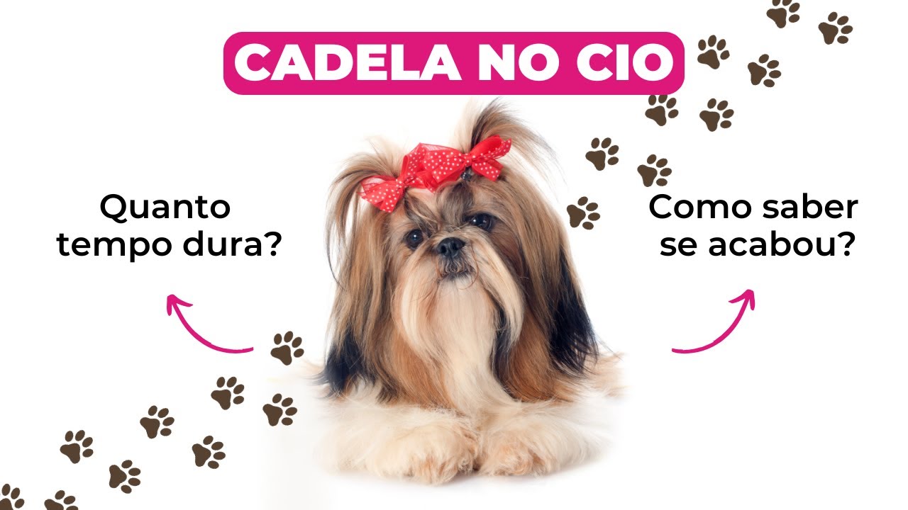 QUANTO TEMPO DURA O CIO DE UMA CADELA? COMO SABER SE ACABOU?