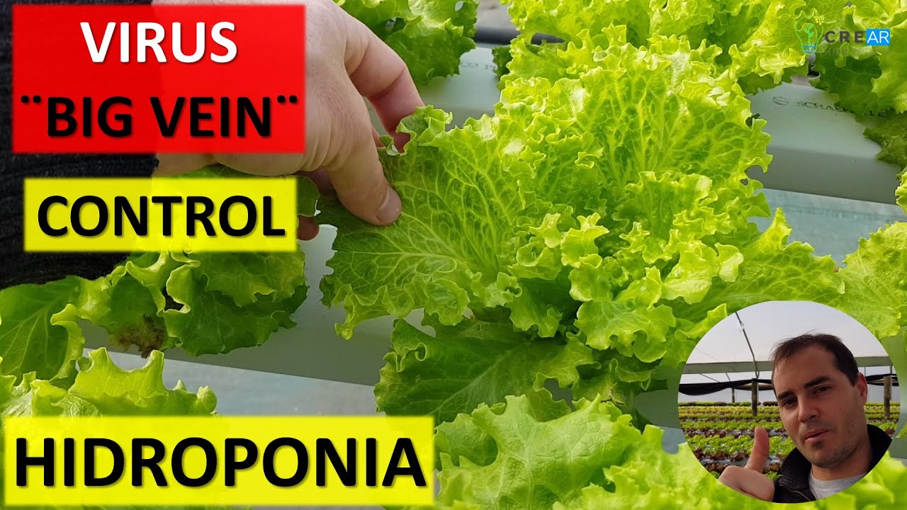 Hidroponía - Virus vena grande 