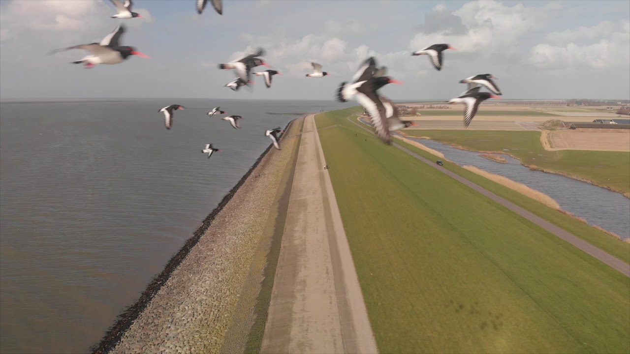 Scholeksters vliegen langs drone boven de waddendijk