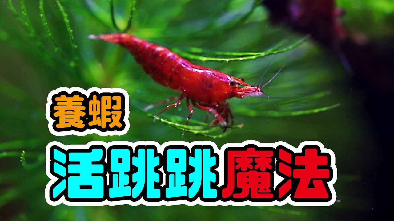 小魚缸養蝦一定要看的一集 step by step set a shrimp tank