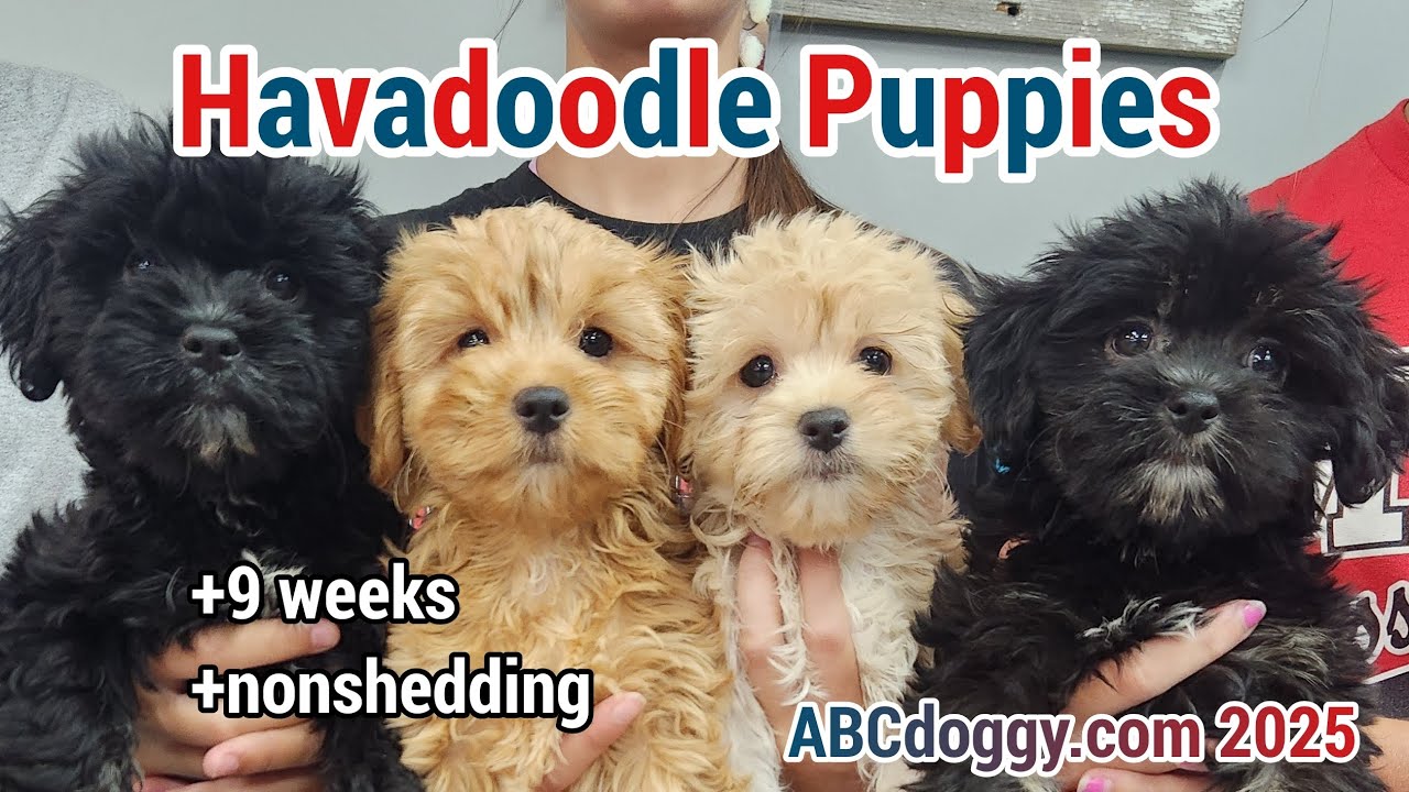 Havadoodle Puppies * 9 weeks * Ready for adoption * Flower Litter * ABCdoggy.com 2025