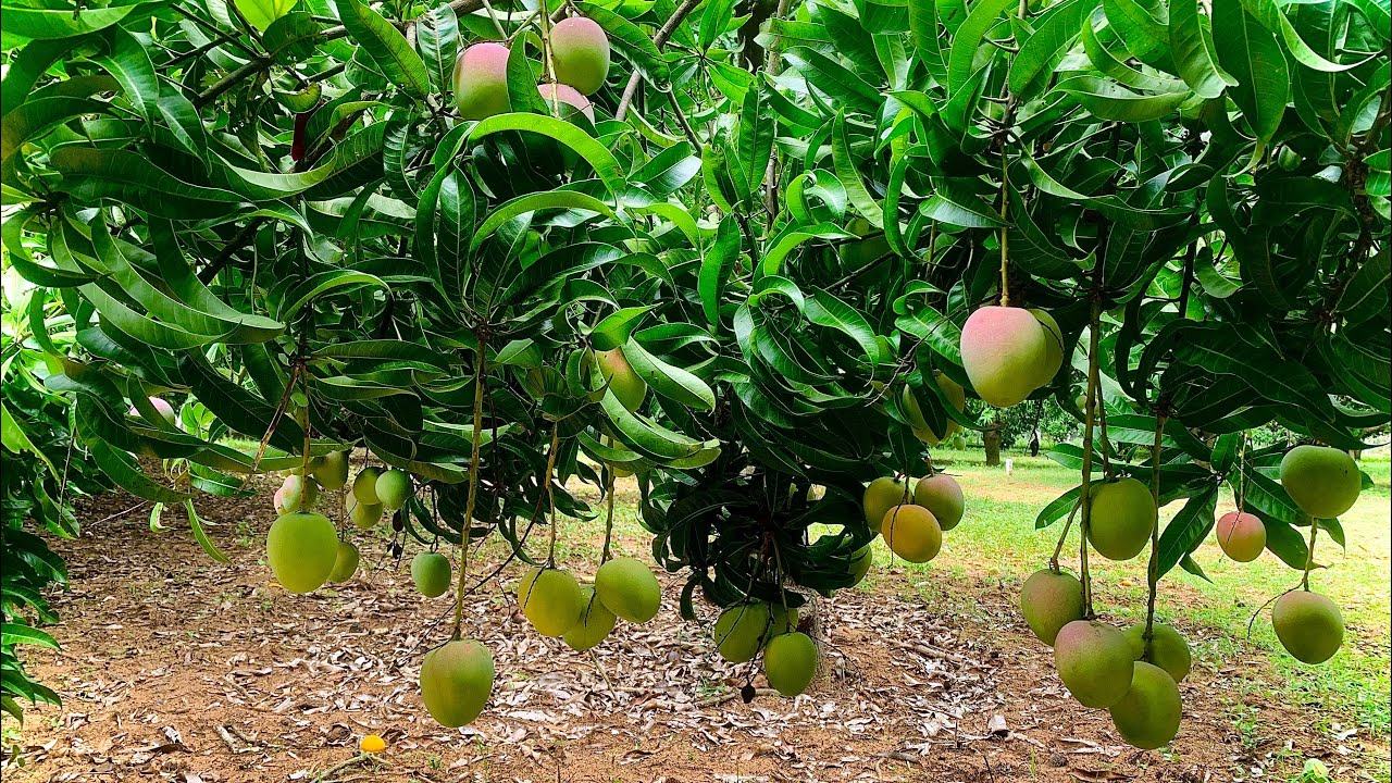 ID-15 ECR Kadapakkam || 2 Acres Mango Farmland || For Sale In || Investment Property ||☎️-8925136707
