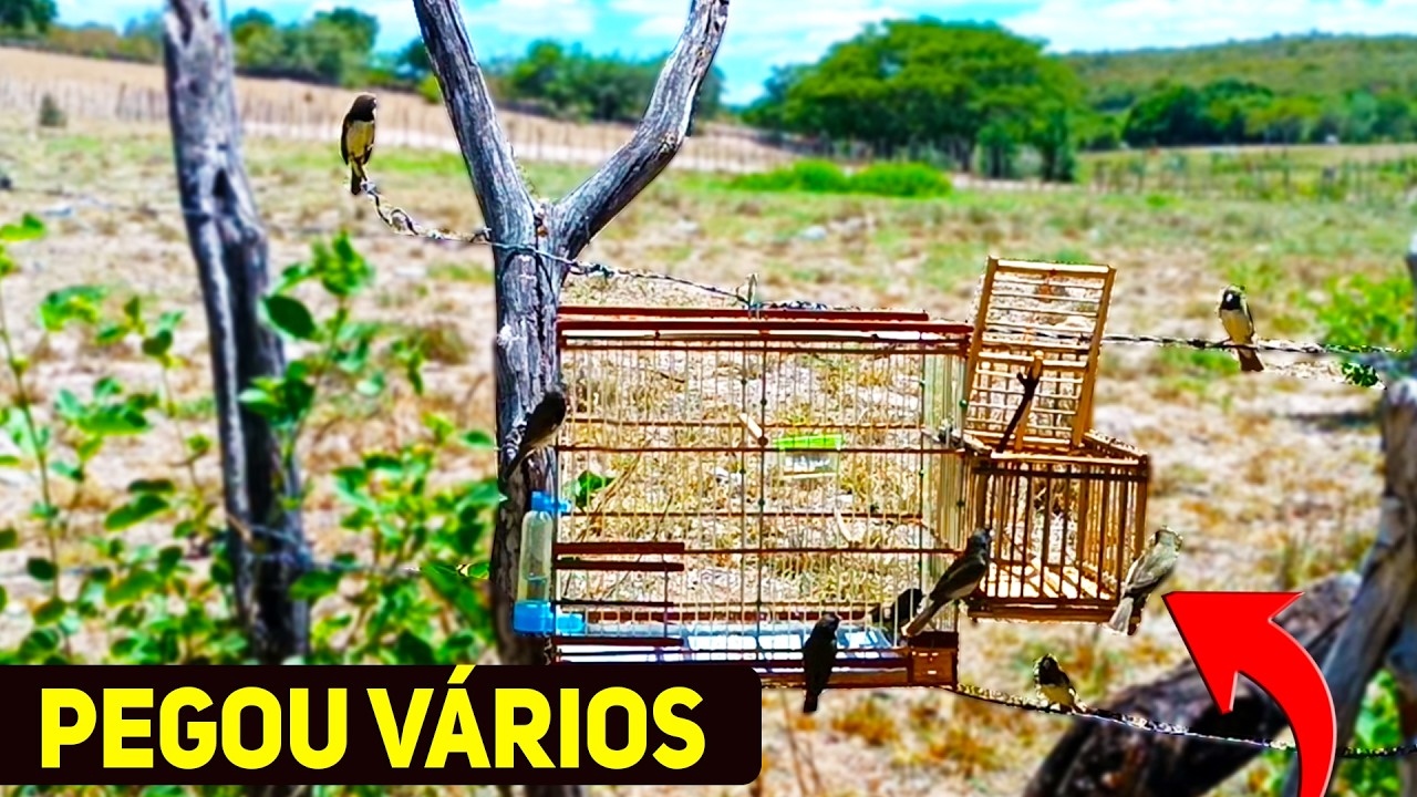 MELHOR PEGADA DE PAPA CAPIM AO VIVO NO ALÇAPÃO - PEGANDO PASSARINHO AO VIVO