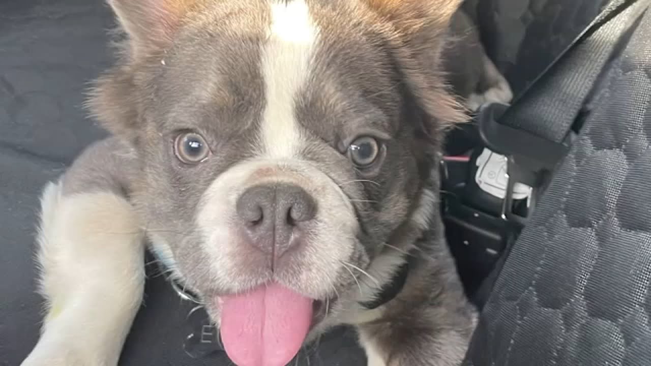 Dog owner says his French bulldog was stolen, being held for ransom