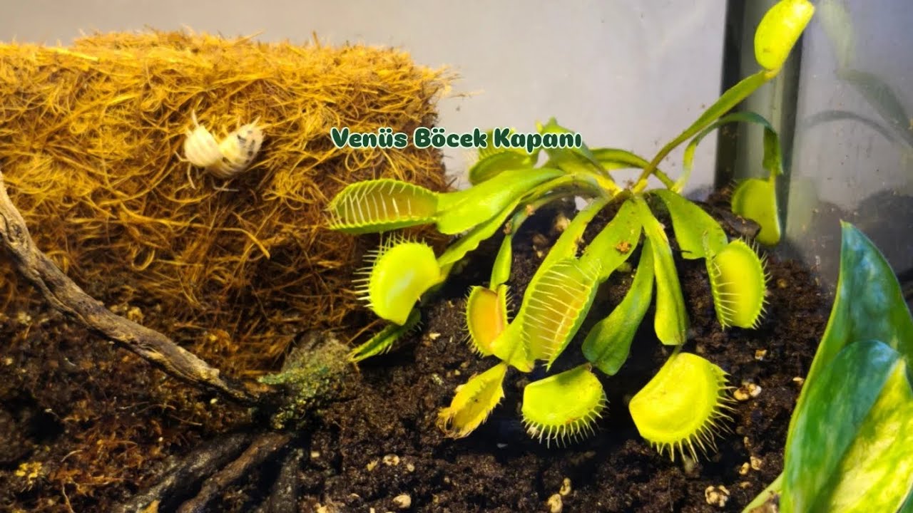 PALUDARYUMA VENÜS SİNEK KAPAN BİTKİSİ EKLEDİM 