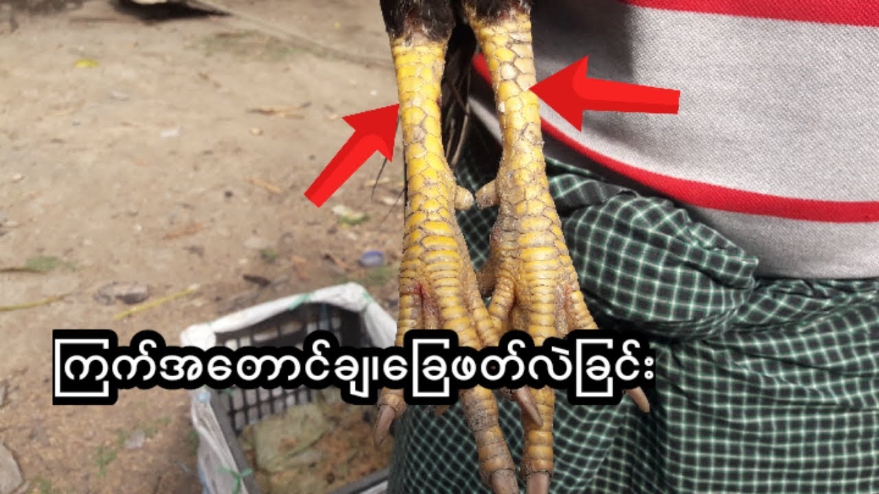 ကြက်အတောင်ချခြင်းနှင့်ခြေဖတ်လဲခြင်း