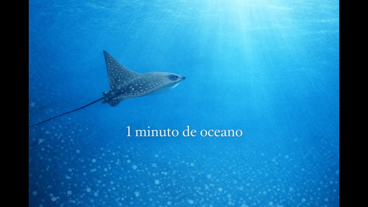 Vora | 1 Minuto de Oceano com Raia-Pintada (Som Real)