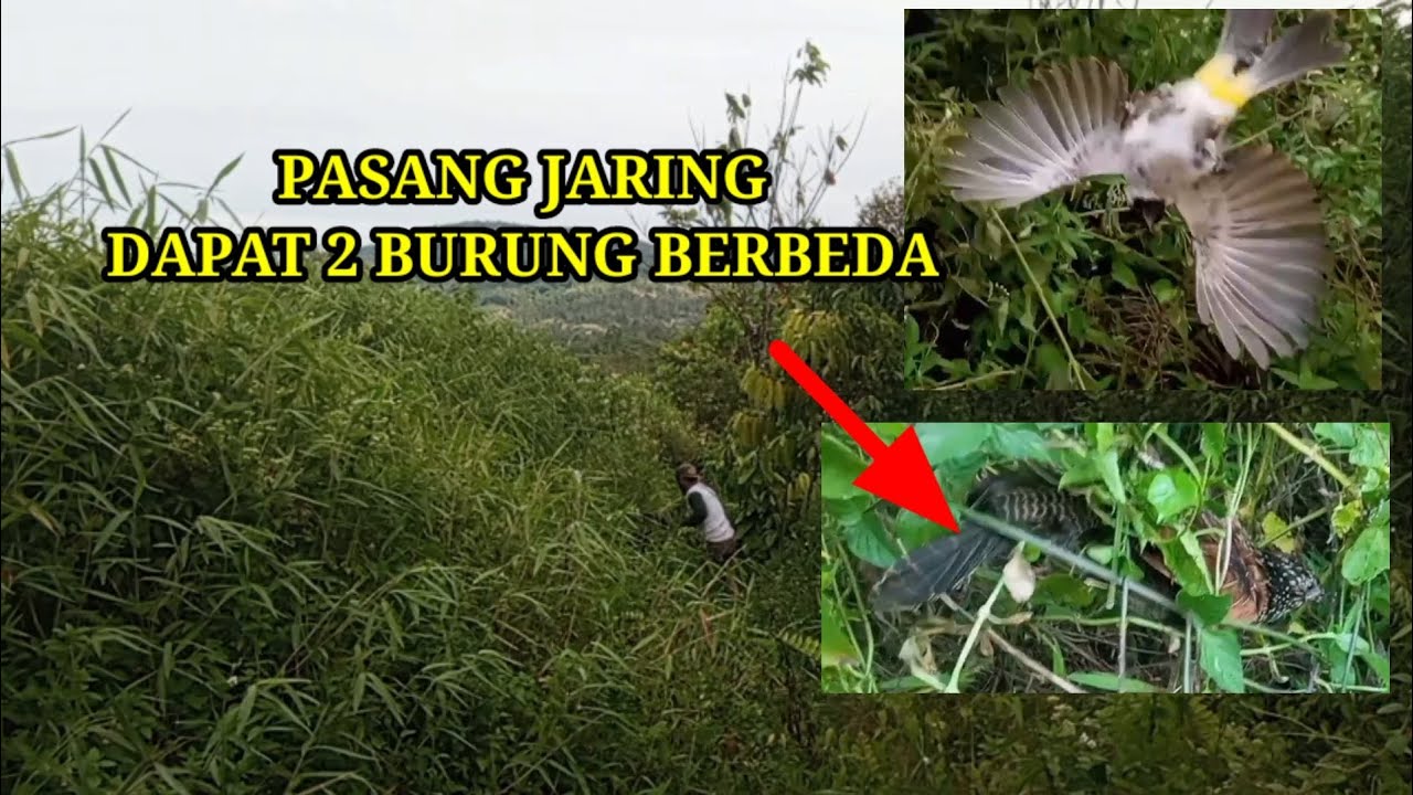 MENJARING BURUNG DAPAT DUA BURUNG BERBEDA