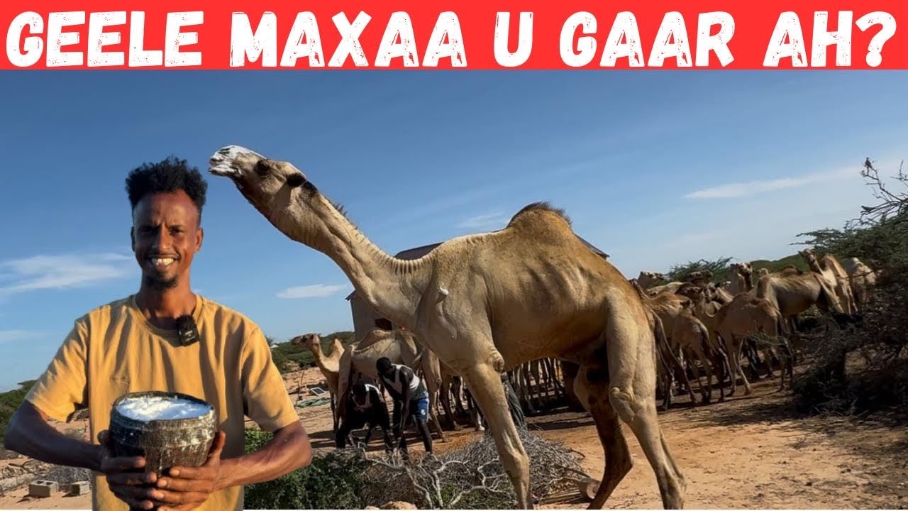 WAXAAN ILA LUGEY KU MARTIYAY RAG GEELEY AH 100 BOQOL GEEL AH