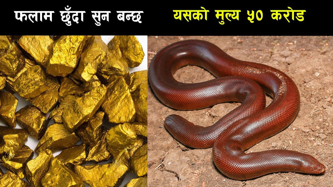 आखिर यि जीबहरुमा के छन त्यस्ता बिशेषताहरु जुन सुन्दा र हेर्दा अनौठो हुँने गर्छ  || weird animals