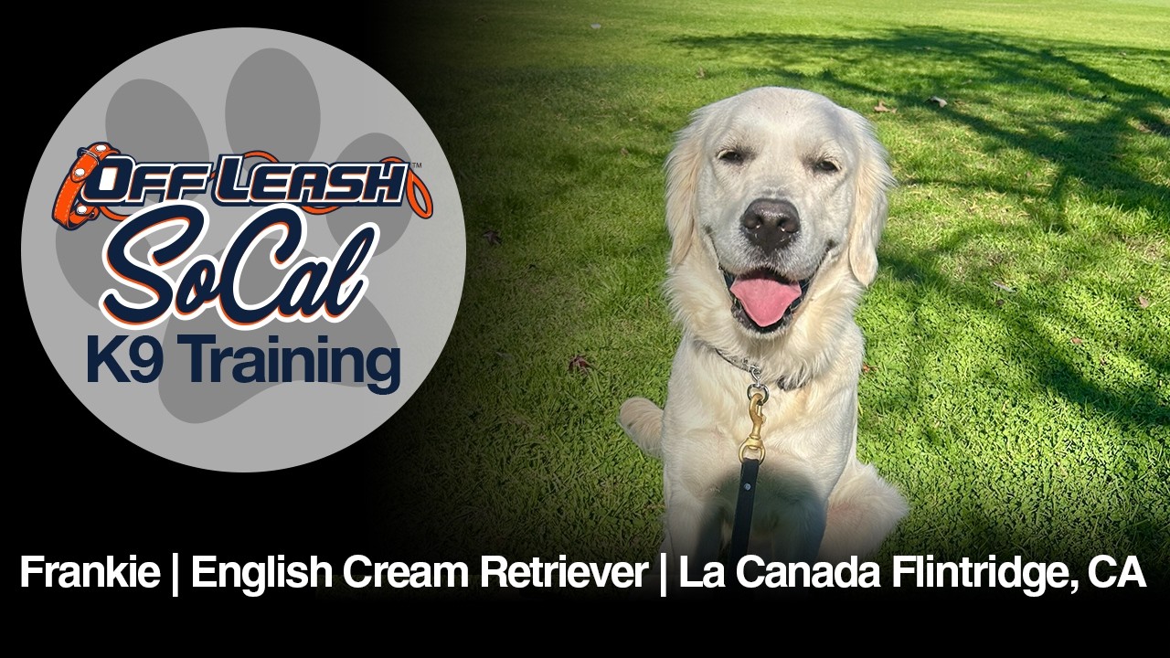 English Cream Retriever Dog Training | Frankie | La Canada Flintridge, CA
