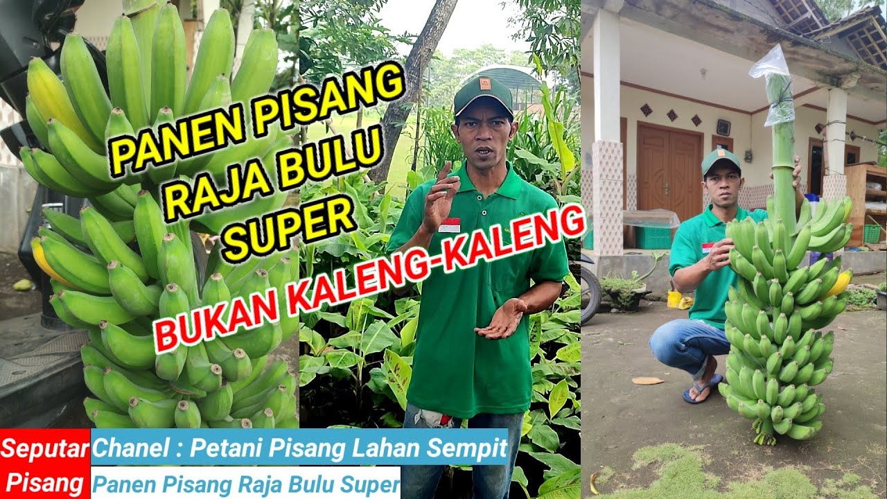 PANEN PISANG RAJA BULU SUPER SUDAH MASAK POHON.