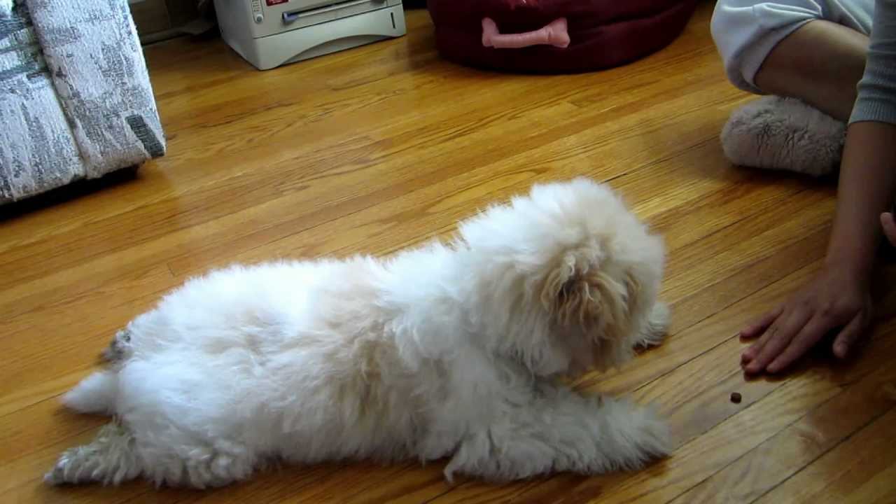 Hachi -toy poodle/havanese mix