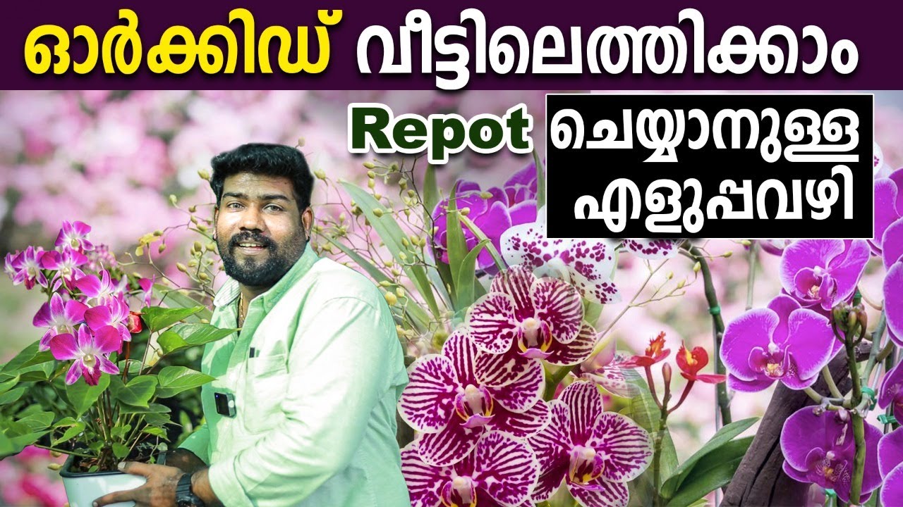 വലിയ ORCHID ചെടികള്‍ വിലക്കുറവില്‍ വീട്ടിലെത്തിക്കാം | REPOT ചെയ്യാനുള്ള എളുപ്പവഴി |AGRIBIZZ NURSERY