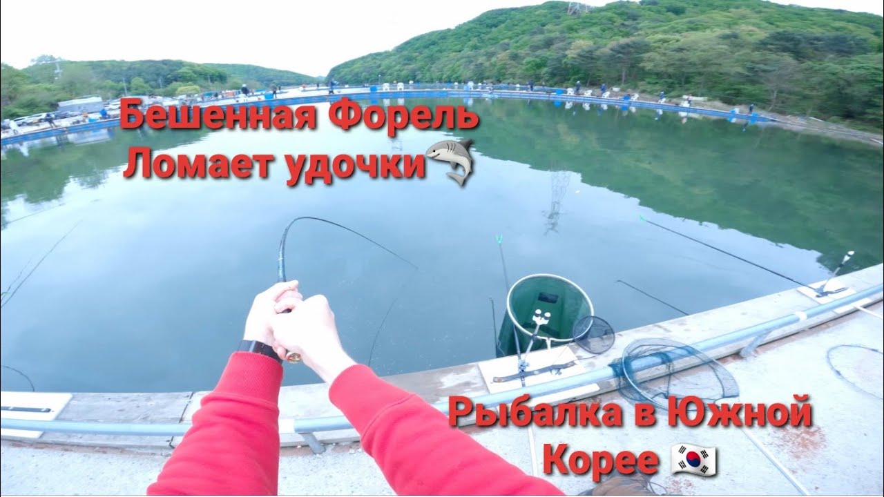 БЕШЕННАЯ ФОРЕЛЬ ЛОМАЕТ КЕВЛАРОВЫЕ ПАЛКИ!!! Ловля Форели на маховую удочку в Южной Корее. Влог.
