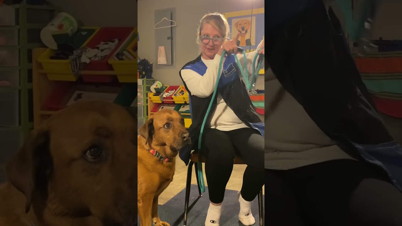 Desensitization with the Sidekick Transitional Leash