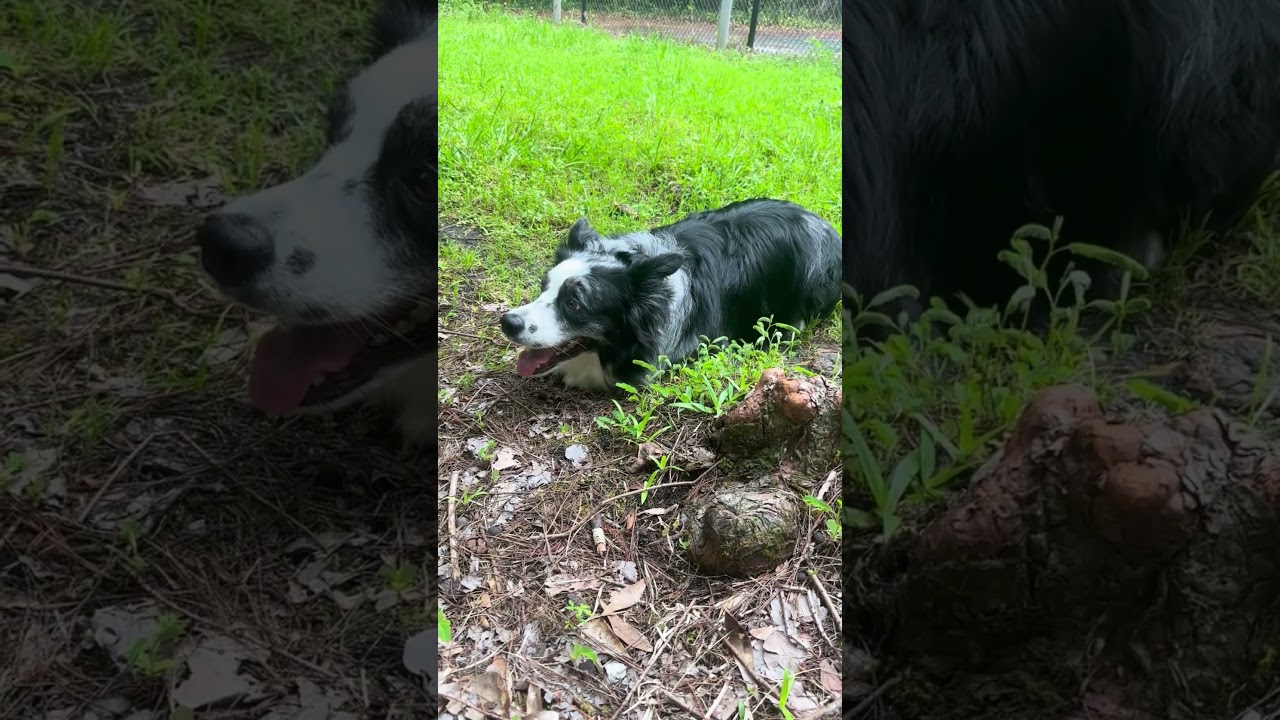 Ultimate Border Collie Standoff! 🐾 Original Dog Song | Sparky and Stella