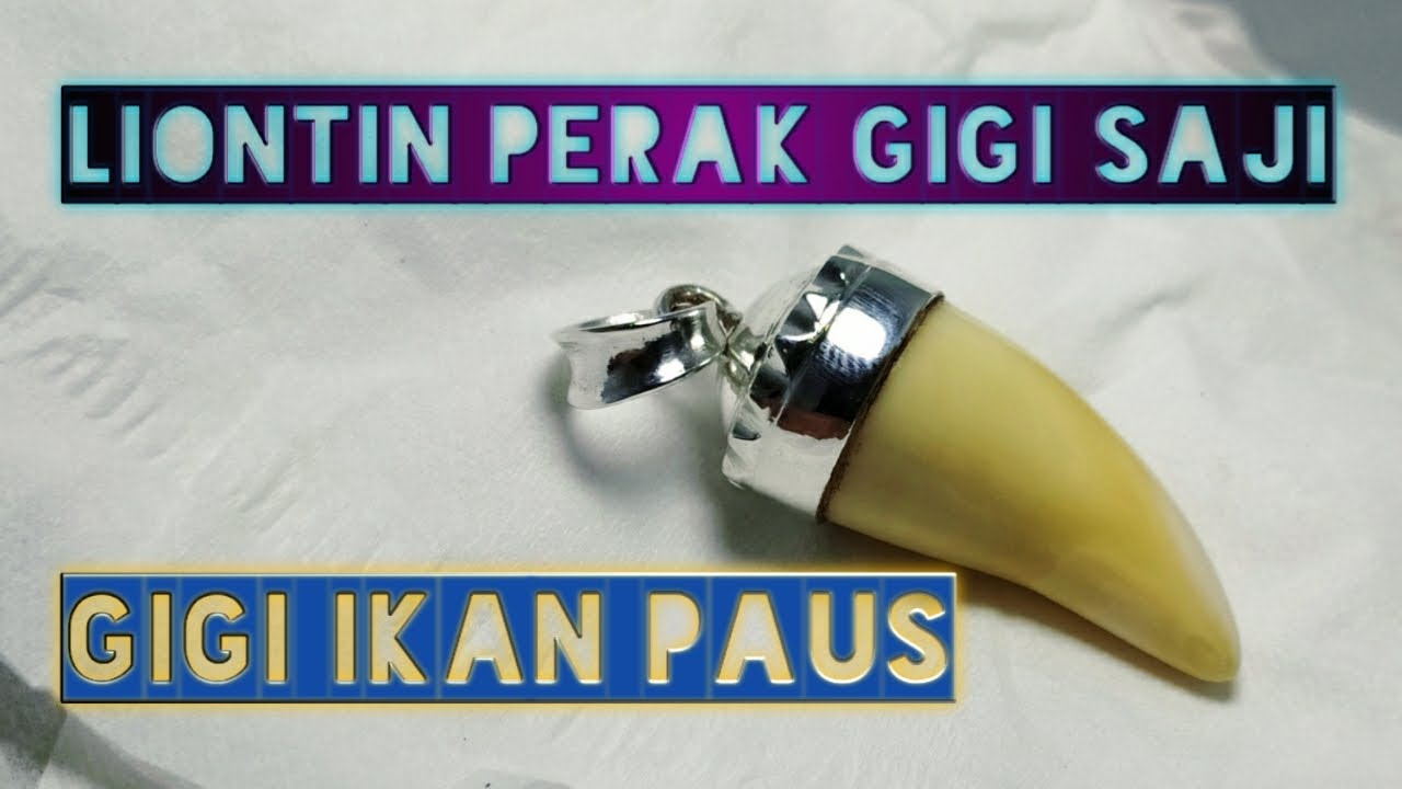 liontin perak gigi saji || gigi ikan paus